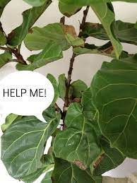 Plant Sos My Fiddleleaf Fig The Inspired Room Fiddle Leaf Fig Care Plants Fiddle Leaf