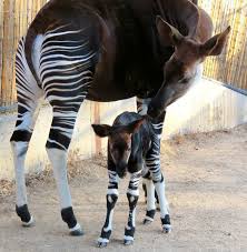 Zooborns A Rare Newborn Okapi Named Forest Was Nursed To Health At The Denver Zoo Animals Beautiful Baby Animals Baby Animals Pictures