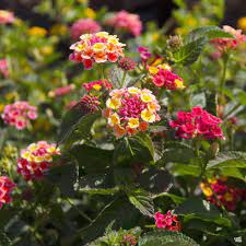 Lantana Lantana Showy Flowers How To Attract Hummingbirds