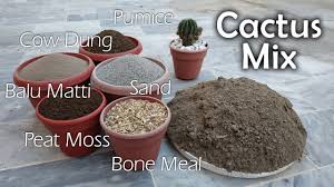 Pumice grow media for cacti and other succulents. Best Potting Mix For Cactus And Succulent Perfect Soil For Cacti And Succulents Youtube