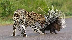 The improvements have been subtle each on their own, but combined they are adding up to a better, more consistent experience. à¦¸à¦œ à¦° à¦¬à¦¨ à¦® à¦š à¦¤ à¦¬ à¦˜ à¦à¦° à¦­à¦¯ à¦™ à¦•à¦° à¦¯ à¦¦ à¦§ Leopard Attacks Porcupine And Suffers From The Thorns Youtube