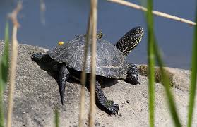 Seit jahren versuche ich, einen wels zu fangen. Europaische Sumpfschildkrote Emys Orbicularis Deutschlands Natur