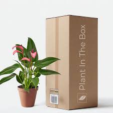 Image result for Anthurium andraeanum