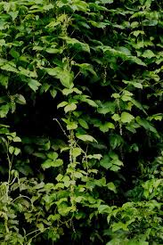 Image result for Dioscorea dumetorum