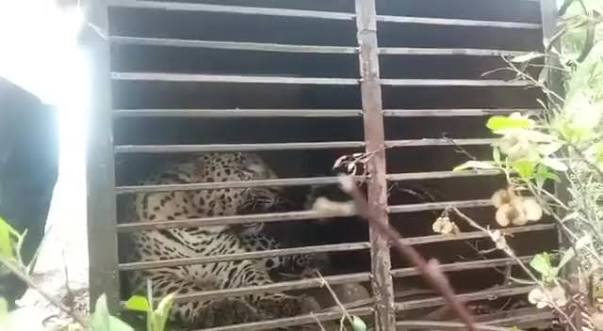 Leopard On Prowl Captured In J&K's Doda