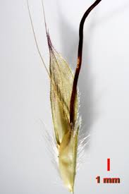 Image result for Andropogon fastigiatus