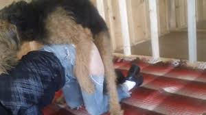 Amanda 12 – CrazyDad3D - Hentai com cachorro e mulher proibidos