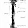 Human bone diagram wiring diagrams click. 1