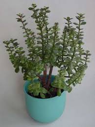 It makes sense then that using plants in bathrooms and laundry areas to. 10 Plants That Attract Good Luck Prosperity And Fortune Lucky Plants