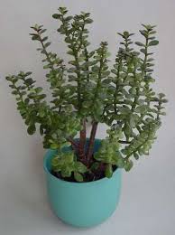 Here's everything you need to know about furniture placement, color selection, and the bed you choose is also important. 10 Plants That Attract Good Luck Prosperity And Fortune Lucky Plants