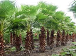 Maybe you would like to learn more about one of these? Washington Palm Washingtonia Robusta Agrihunt
