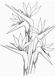 Drawing Bird Of Paradise Flower Outline Pin By Carla Frey On Tropical Flower Line Drawings Bird Drawings Birds Of Paradise Flower