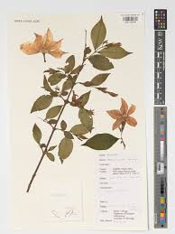 Image result for Heinsia