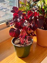 Indoor plants add interest, texture and color to your decor. I Love How Red This Plant Is Houseplants
