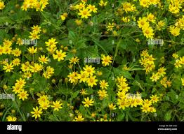 Image result for Smithia erubescens