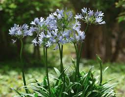 Image result for Agapanthus africanus