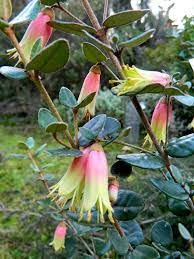 I recently ordered some mirabelle trees (french plum) i have been trying to source these in australia for a few years. Amazing Backhouse Australian Fuchsia Correa Backhouseana Australian Plants Australian Flowers Fruit Trees Backyard