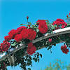 Yes, roses can grow on trees, too! 1