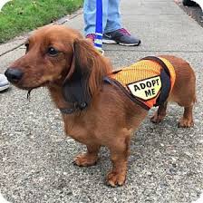 Hi My Name Is Faith I Am A 1 1 2 Year Old Long Haired Dachshund Weighing 9 Lbs I Am A A Sweet Girl Wh Long Haired Dachshund Dachshund Dapple Dachshund Puppy
