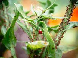 How do you keep aphids out of your garden. Get Rid Of Aphids Naturally With These 9 No Fail Solutions Garden Betty