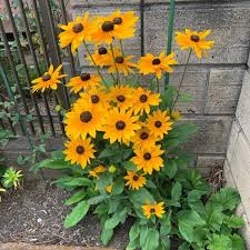 Image result for Rudbeckia hirta