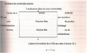 Image result for Bridelia brideliifolia