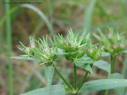 Image result for Conostomium natalense