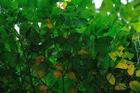 Image result for Cryptocarya woodii