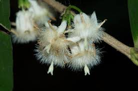 Image result for Empogona cacondensis