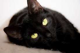 Werbung kooperation mit otto de nachdem ich euch von meinem amy pinkelt mir ins bett problem erzahlt habe habe ich mi in 2020 cat lovers cat lover gifts cats. Katze Pinkelt Ins Bett