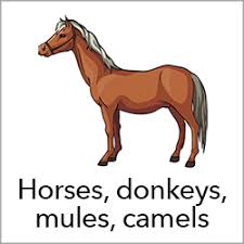 But fastest and both camels and horses 'gallop', rf+lf rh+lh rf+lf rh+lh. Songs About Horses Donkeys Mules Camels Beth S Notes