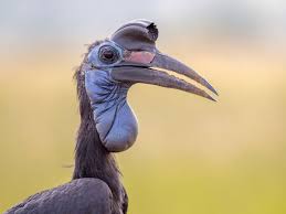 Image result for Allophylus abyssinicus