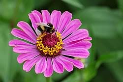 A african tulip flowers = bunga tulip afrika anemone flower = bunga y yarrow flower = bunga yarrow. Zinia Anggun Wikipedia Bahasa Indonesia Ensiklopedia Bebas