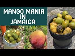 It'S Mango Time | Food | Jamaica Gleaner