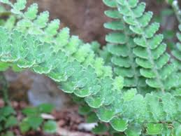 Image result for Blotiella sinuata