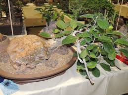 Image result for Cibirhiza