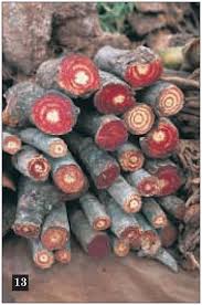 Image result for Adenia gummifera