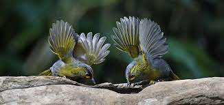 780 藪鳥覓探 after you no you first fish gallery birds beautiful birds