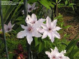 Follow along for a list of steps and tools you'll need. Plantfiles Pictures Clematis Early Large Flowered Clematis Snow Queen Clematis By Mystic