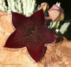 Image result for Tridentea marientalensis