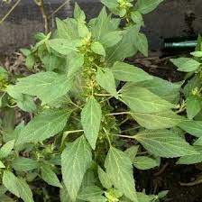 Image result for Acalypha polymorpha