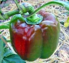 Check spelling or type a new query. Bell Pepper Capsicum Annuum X3r Red Knight In The Peppers Database Garden Org