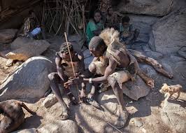 Image result for Pseudeminia comosa