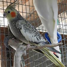 cockatiel color mutations feisty feathers