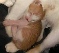 Mimpi tentang anak kucing mewakili keluguan, kemurnian, dan kebahagiaan. Arti Mimpi Membuang Anak Kucing Putih Dan Hitam Idnfarmers