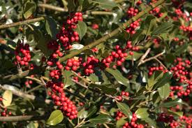 Wurzelechte vermehrung schließt wildtriebe aus, stark duftende blüte , nach abblühen rispen. 13 Bluhende Straucher Fur Das Ganze Jahr Freudengarten