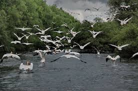 Rezervatia naturala deniz tepe are o suprafata de 305 ha, fiind amplasata pe teritoriul administrativ al comunei mihail kogaliceanu. RezervaÅ£ia Biosferei Delta DunÄrii La 29 De Ani De La Inscrierea In Patrimoniul Mondial Unesco Gs News Gazeta De Stiri