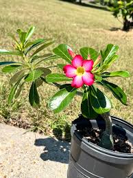 Image result for Adenium