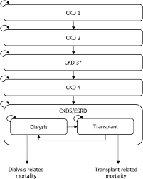 A person with stage 3 chronic kidney disease (ckd) has moderate kidney damage. Economic Modelling Of Chronic Kidney Disease A Systematic Literature Review To Inform Conceptual Model Design Springerlink