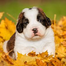 Come see our saint bernard puppies & other puppies for sale today. 1 Saint Bernard Puppies For Sale By Uptown Puppies